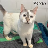Morvan, chat à adopter