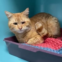 MANGO, chat à adopter