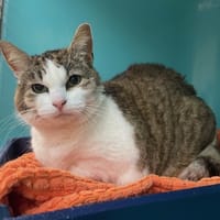 MIMI, chatte à adopter