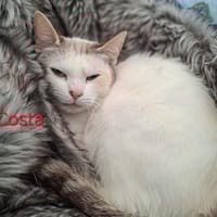 Costa, chatte à adopter