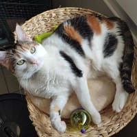 PRALINE QCT, chatte à adopter