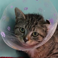 Pookie, chatte à adopter