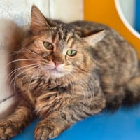 valseuse, chatte à adopter