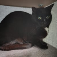 Pompon, chat à adopter