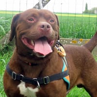 PACO, chien à adopter