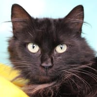 Petite Lionne, chatte à adopter