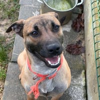 REMILO, chien à adopter