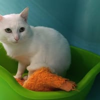 shoto, chat à adopter