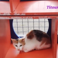 TITOUNE, chatte à adopter