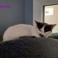 MADELEINE, chatte à adopter