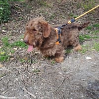 HAMAN, chien à adopter