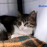 HECTOR, chat à adopter