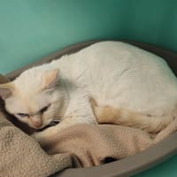 MIAM QCT, chat à adopter