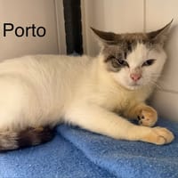 Porto, chat à adopter