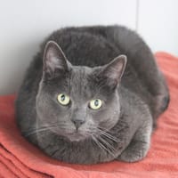 Rainbow, chatte à adopter