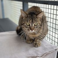 papillote, chatte à adopter