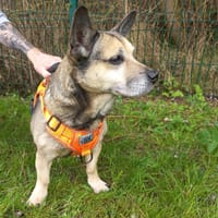 BOB, chien à adopter