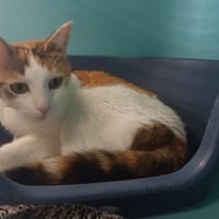 lynda, chatte à adopter