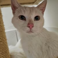 BISCUIT, chat à adopter