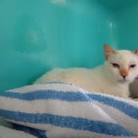 ADONIS PAB28606, chat à adopter