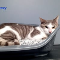 DISNEY, chat à adopter