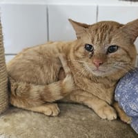 CARAMEL, chat à adopter