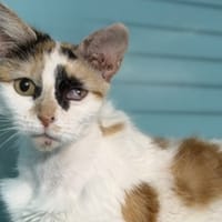 Ambre CAB5408, chatte à adopter