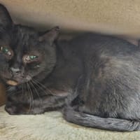 BOOBA, chat à adopter