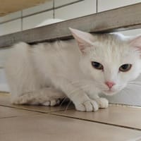 IVOIRE, chat à adopter