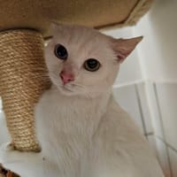 BART, chat à adopter