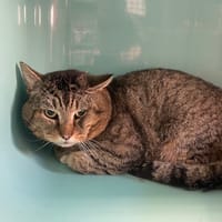 kitren, chat à adopter