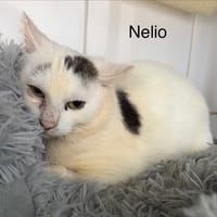 Nélio, chat à adopter