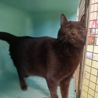 grisouille, chatte à adopter