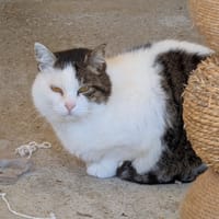 CHRONO A17267, chat à adopter