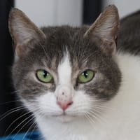 Ivy, chatte à adopter