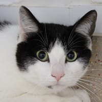 Luigi, chat à adopter