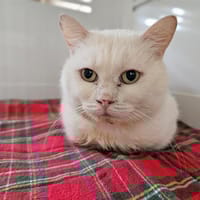 BLIZZARD, chat à adopter