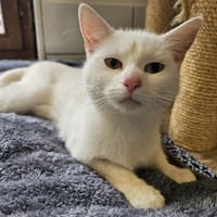 LUNE, chatte à adopter