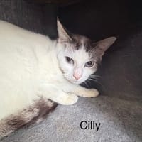 CILLY, chat à adopter