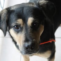 alina, chienne à adopter