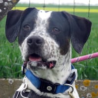 KODA, chien à adopter