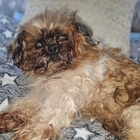 MARCUS, chien à adopter