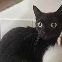 PANTHER, chatte à adopter