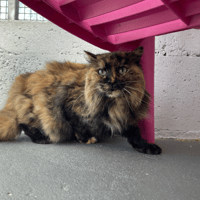 MILYA, chatte à adopter