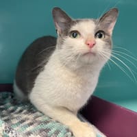 Lara, chatte à adopter