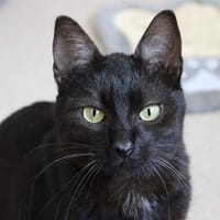 Luna, chatte à adopter