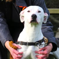 SNOWBALL, chienne à adopter