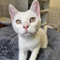 NUAGE, chatte à adopter
