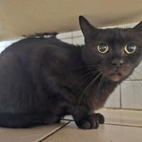 SOMBRA, chatte à adopter