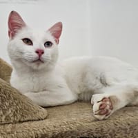 FLOCON, chat à adopter